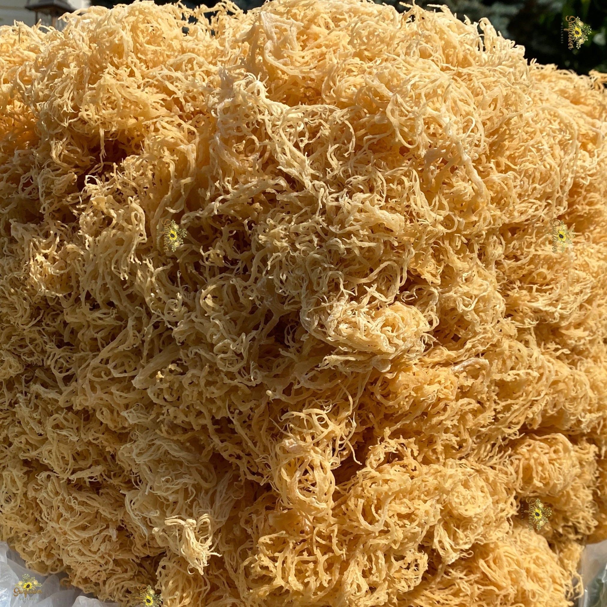 gold st lucia sea moss wildcrafted in bulk