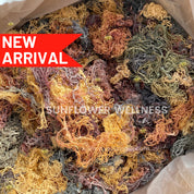 Bulk Full Spectrum Sea Moss in vibrant gold, purple, and green shades from St. Lucia.