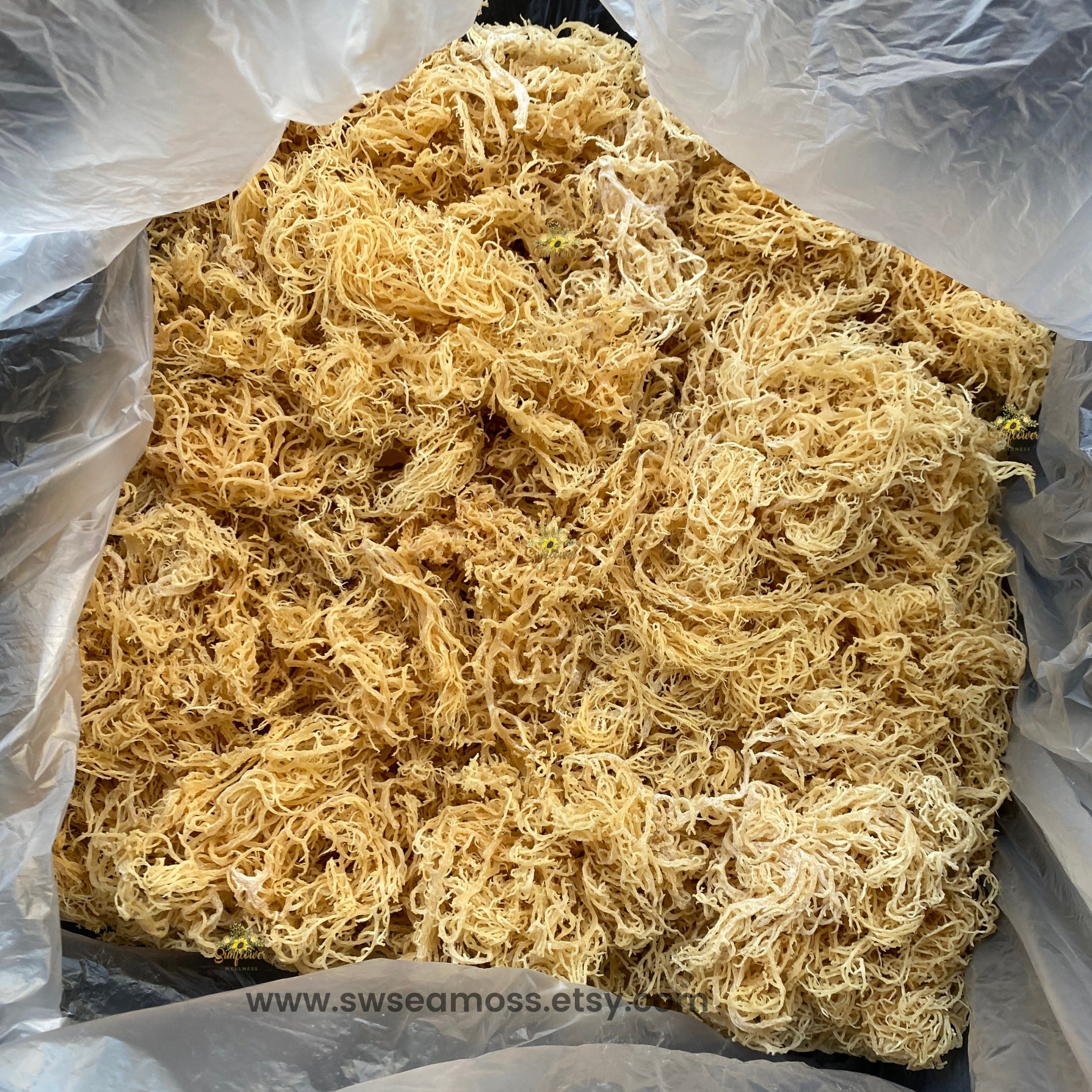 Raw wildcrafted gold sea moss harvested from St. Lucia