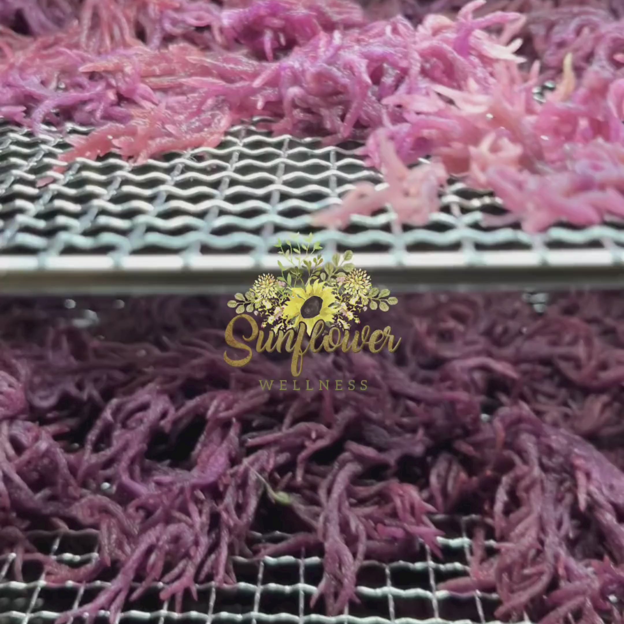 Purple sea moss from st lucia on drying racks being dehydrated, into fine powder by Sunflower Wellness.
