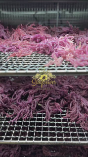 Purple sea moss from st lucia on drying racks being dehydrated, into fine powder by Sunflower Wellness.