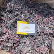 St. Lucia purple sea moss wildcrafted in bulk