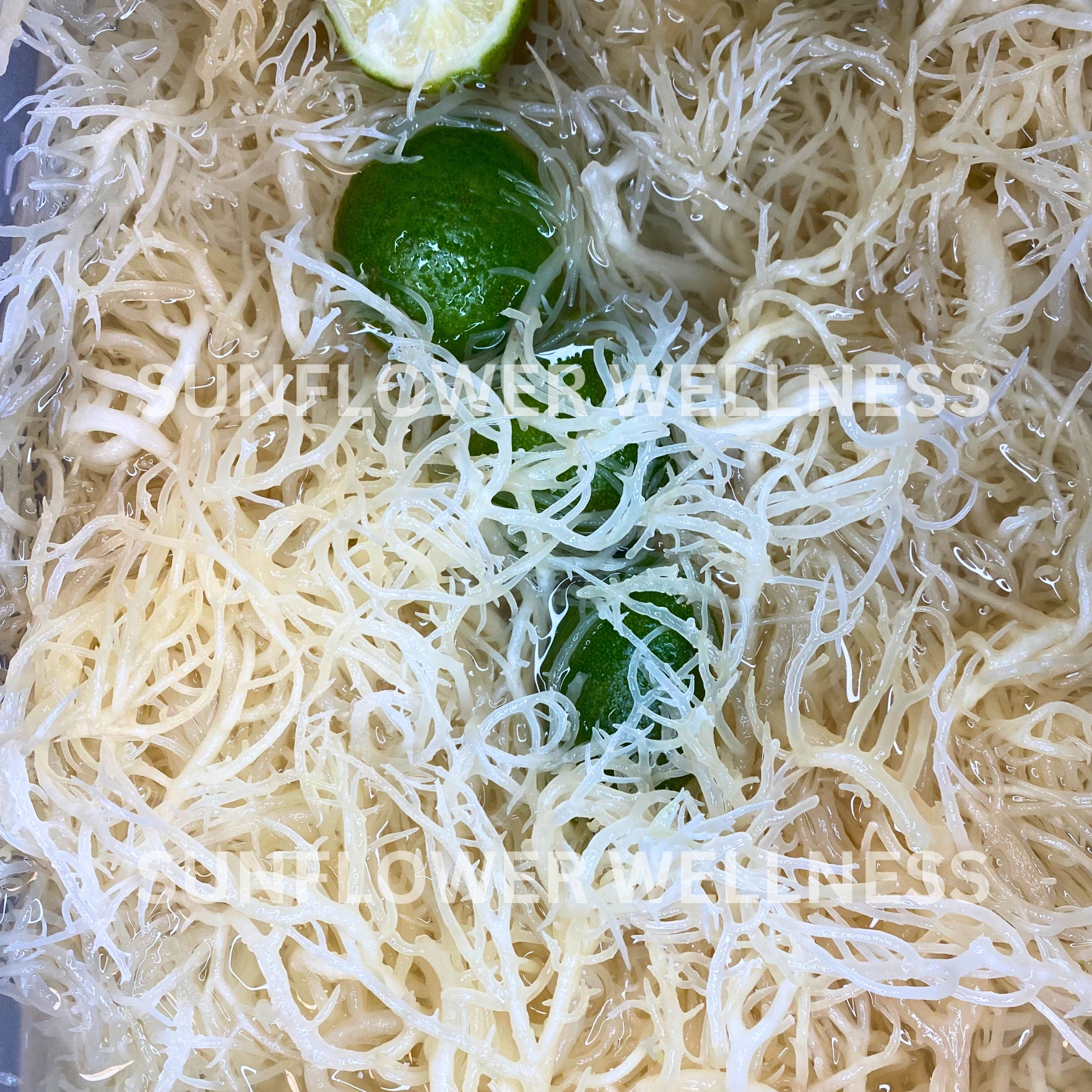 raw st lucia sea moss being hydrated