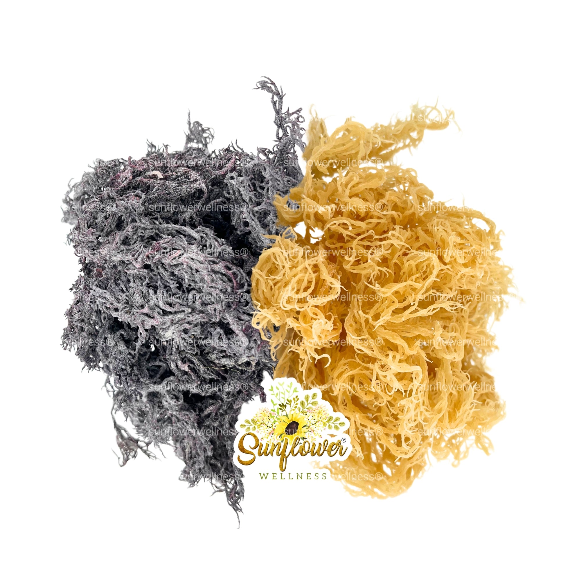 Wildcrafted Gold and Purple sea moss from St. Lucia displayed on white background, highlighting natural colors and quality from Sunflower Wellness.