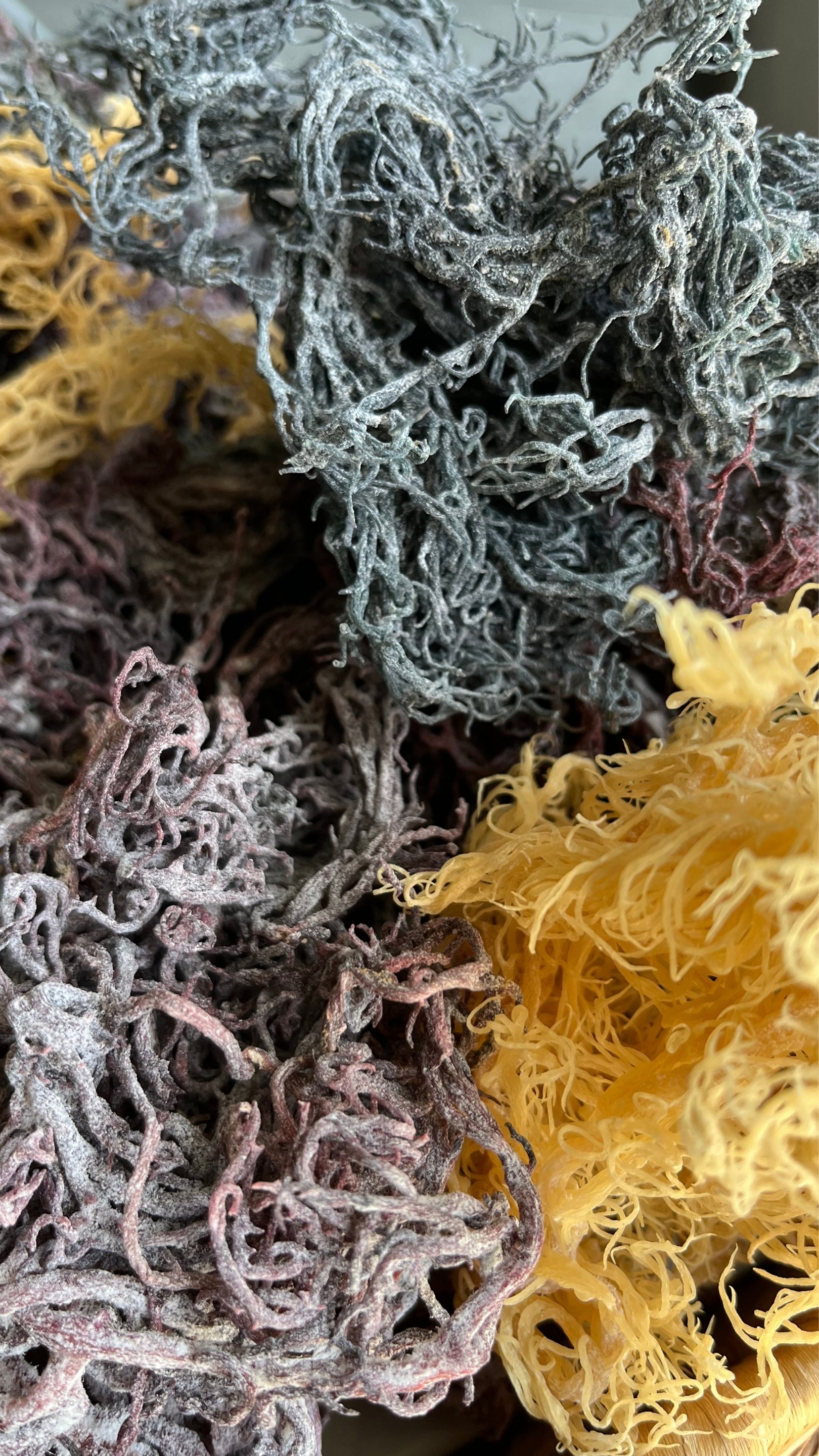 Wildcrafted St. Lucia sea moss in gold, green, and purple varieties