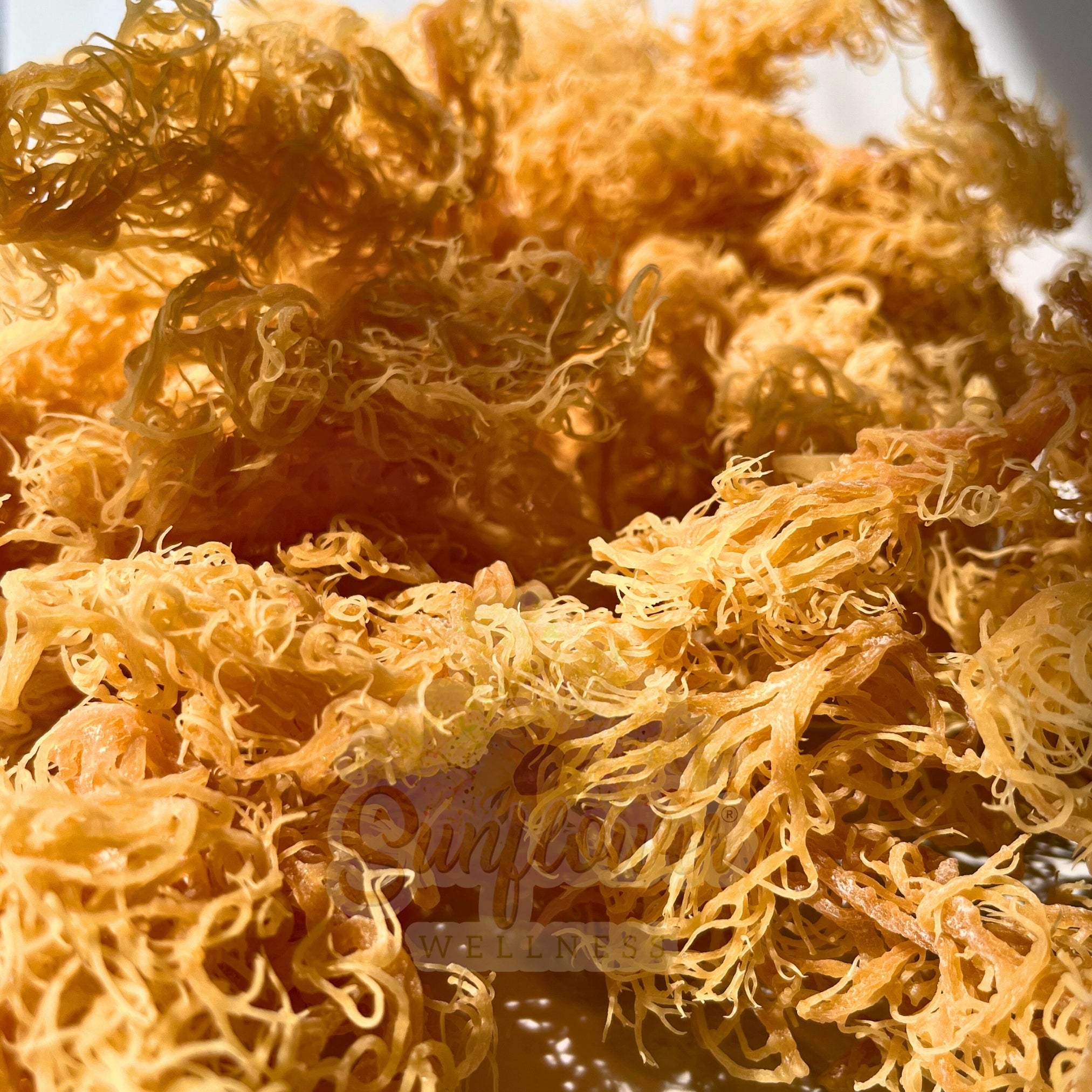 sun dried gold sea moss wild harvested from Saint Lucia