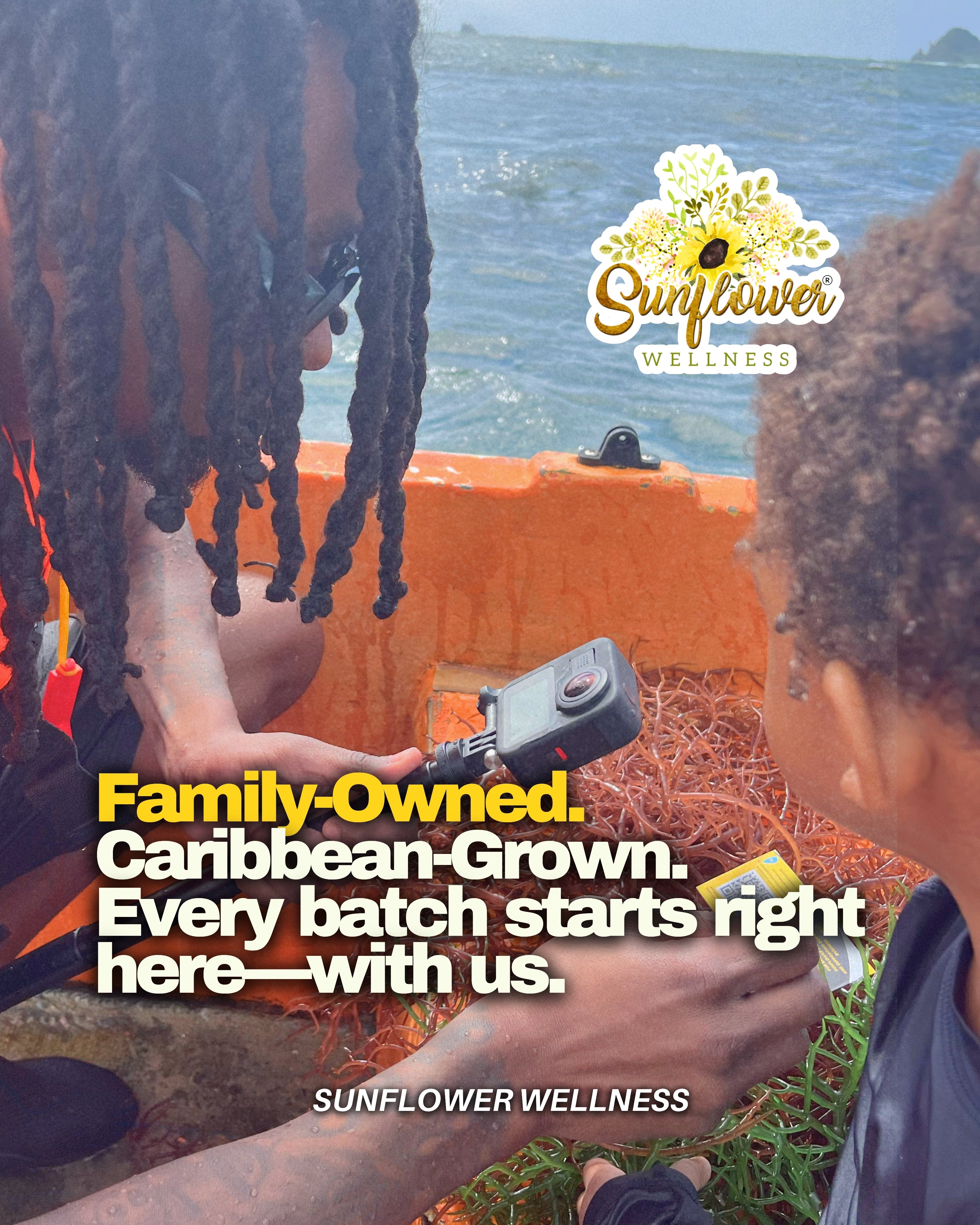 Father and son at sea in St. Lucia harvesting live sea moss for Sunflower Wellness.