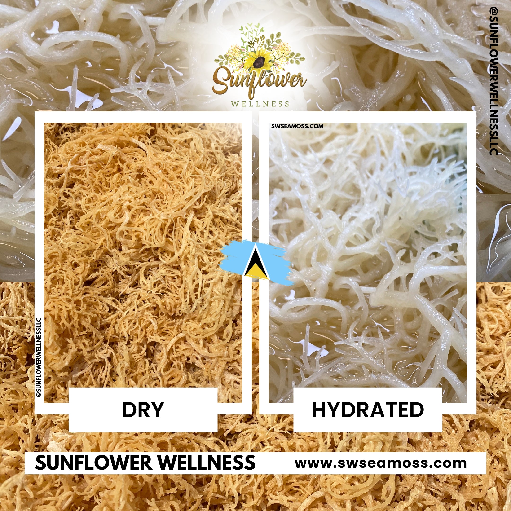 Raw gold sea moss and hydrated sea moss side by side, showcasing its transformation after soaking.