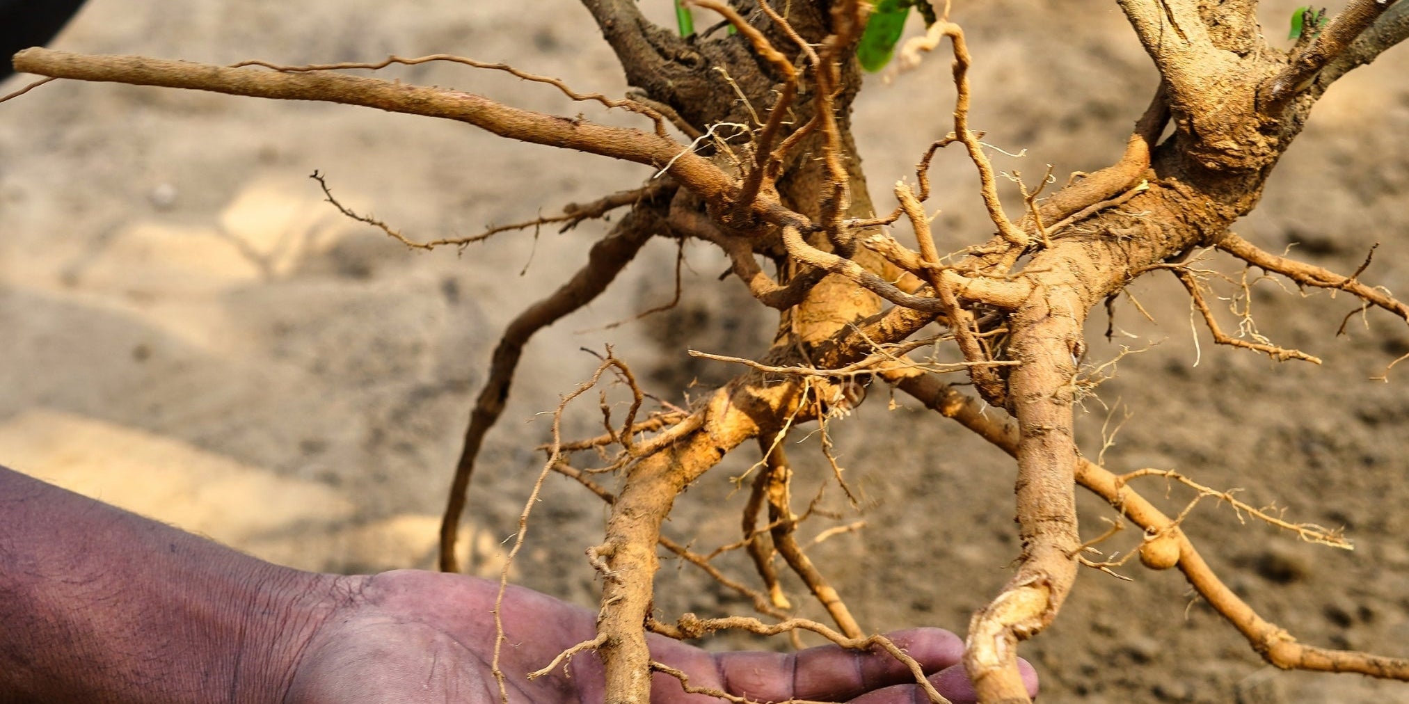Close-up of freshly harvested Ashwagandha plant with exposed roots and green leaves, held by hand over dry soil.