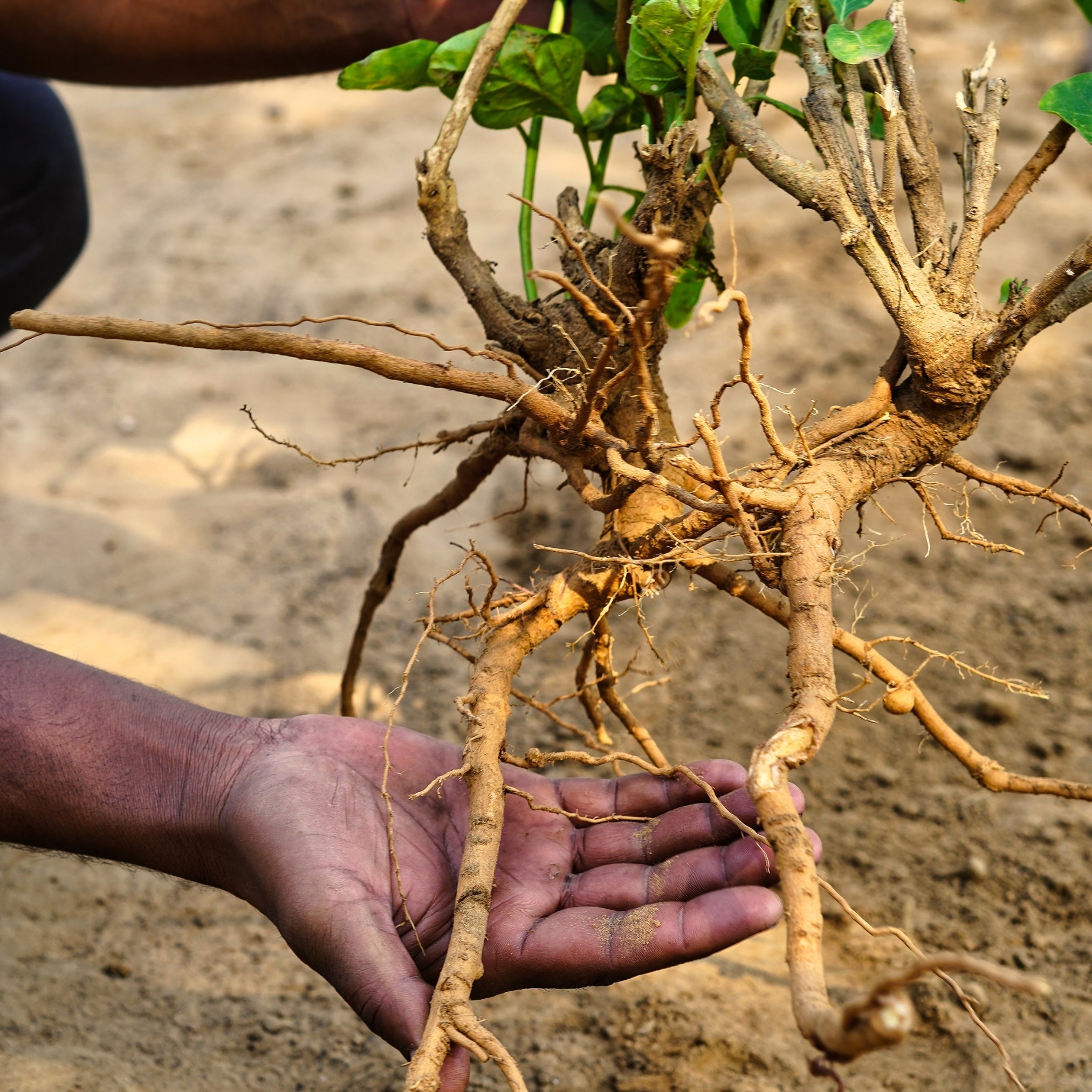 Close-up of freshly harvested Ashwagandha plant with exposed roots and green leaves, held by hand over dry soil.