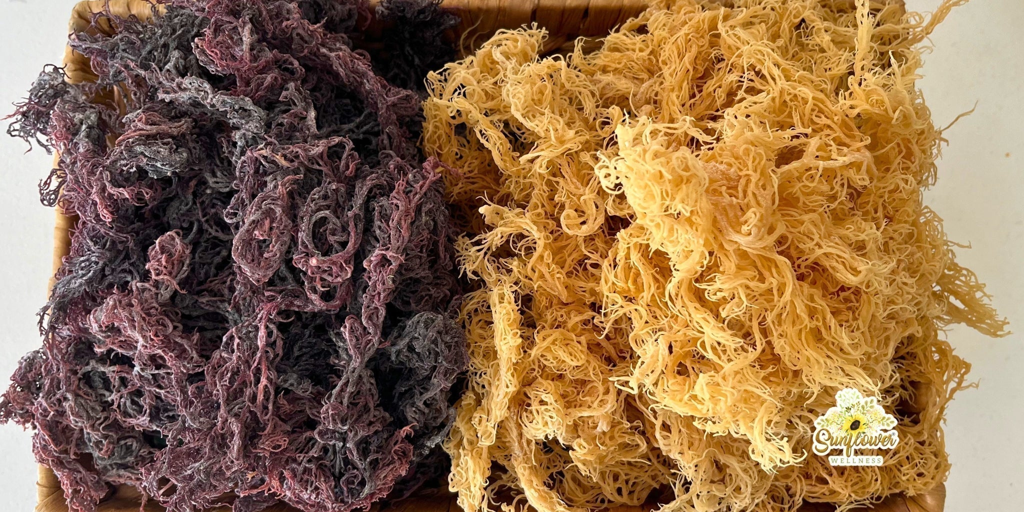 purple sea moss vs gold sea moss comparison