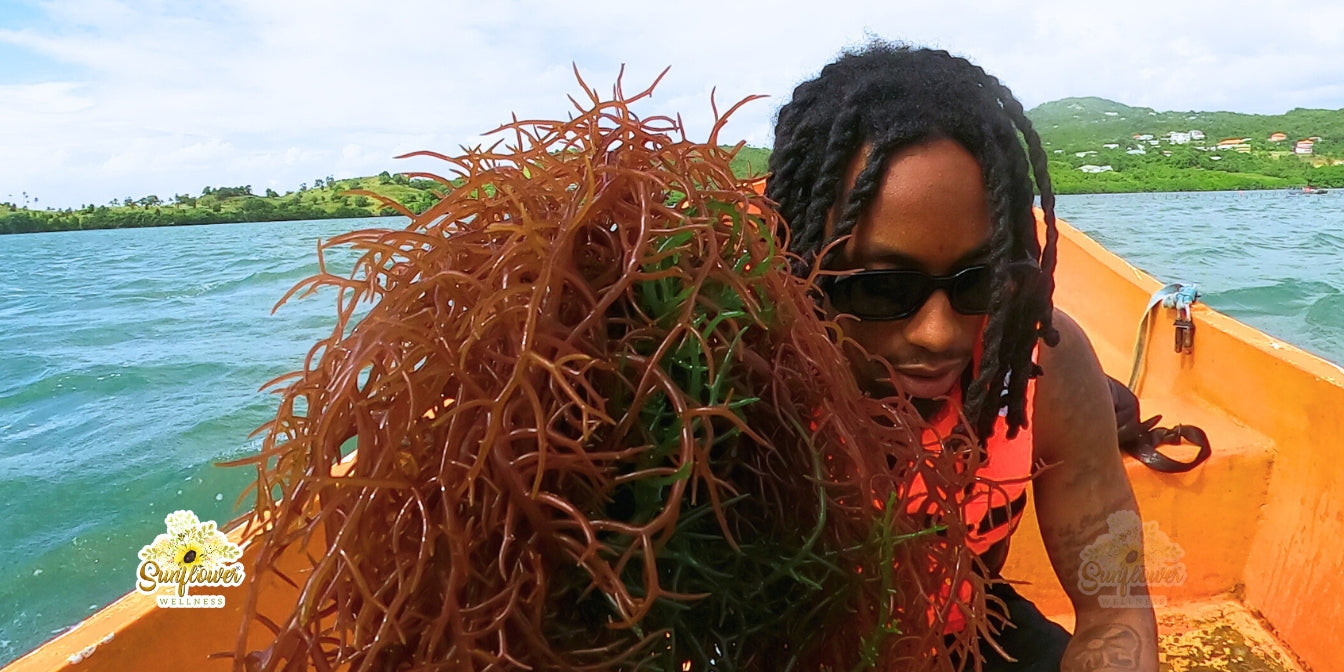 Man holding live Sea moss while harvesting in St. Lucia.