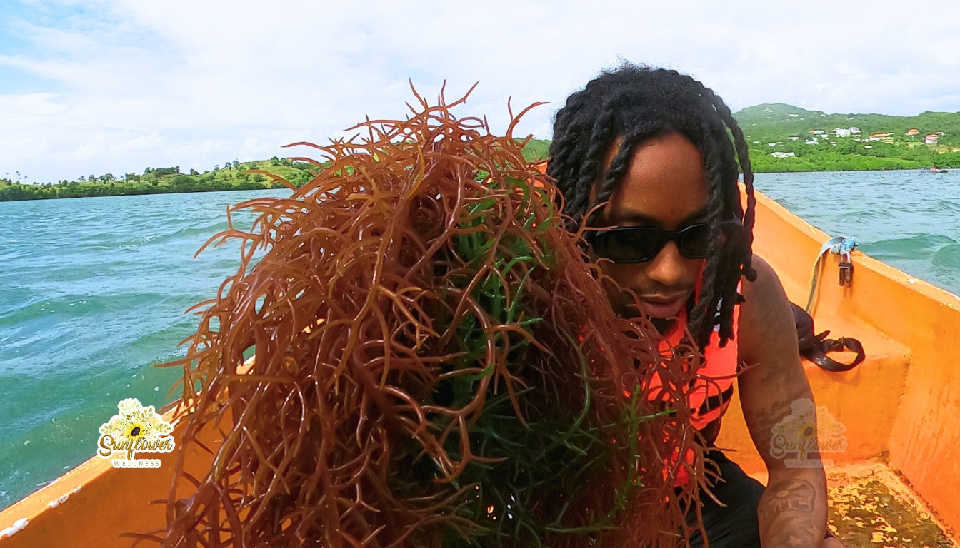Man holding live Sea moss while harvesting in St. Lucia.