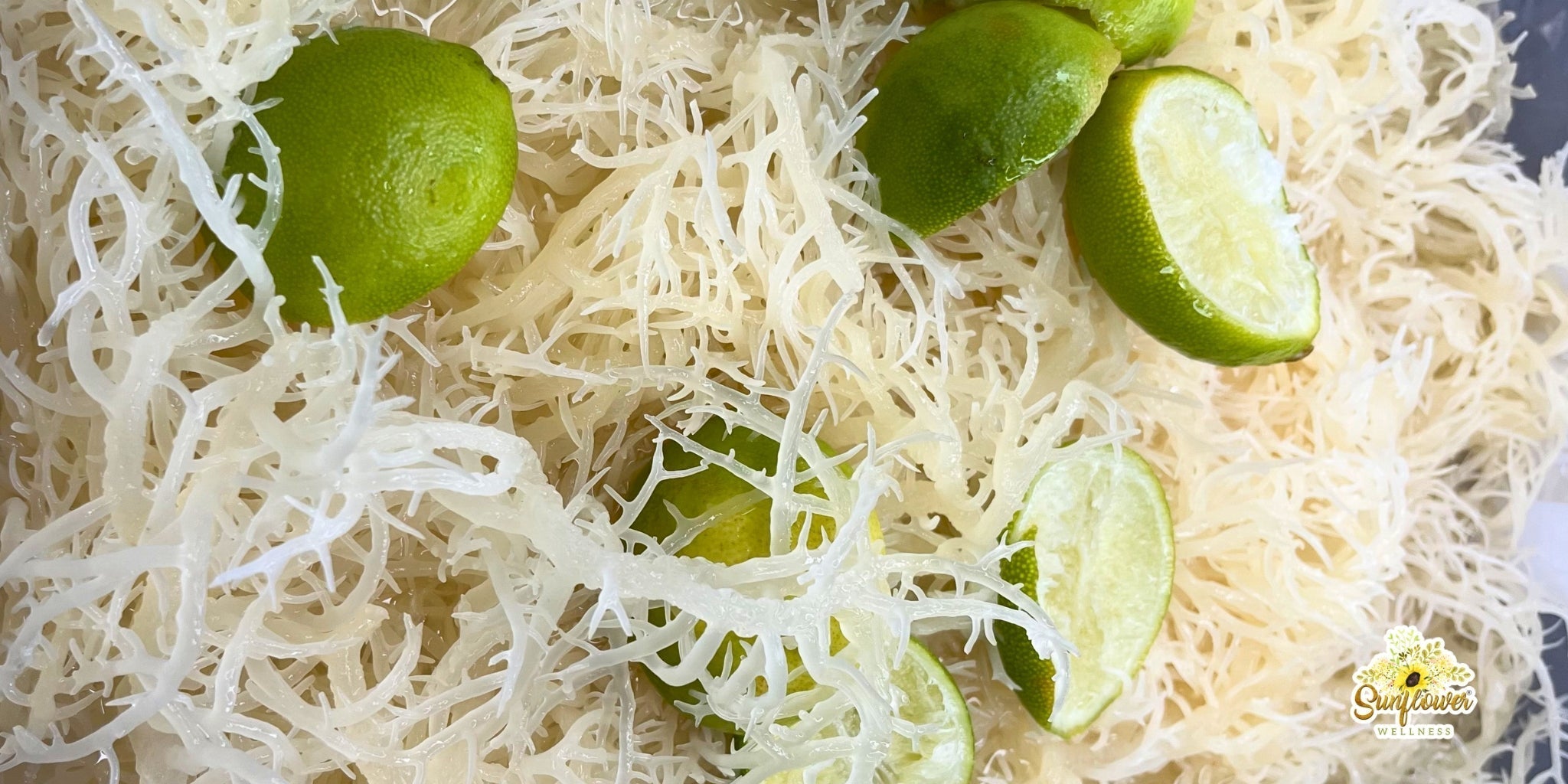 Sea moss hydrated in a container with sliced limes on top.