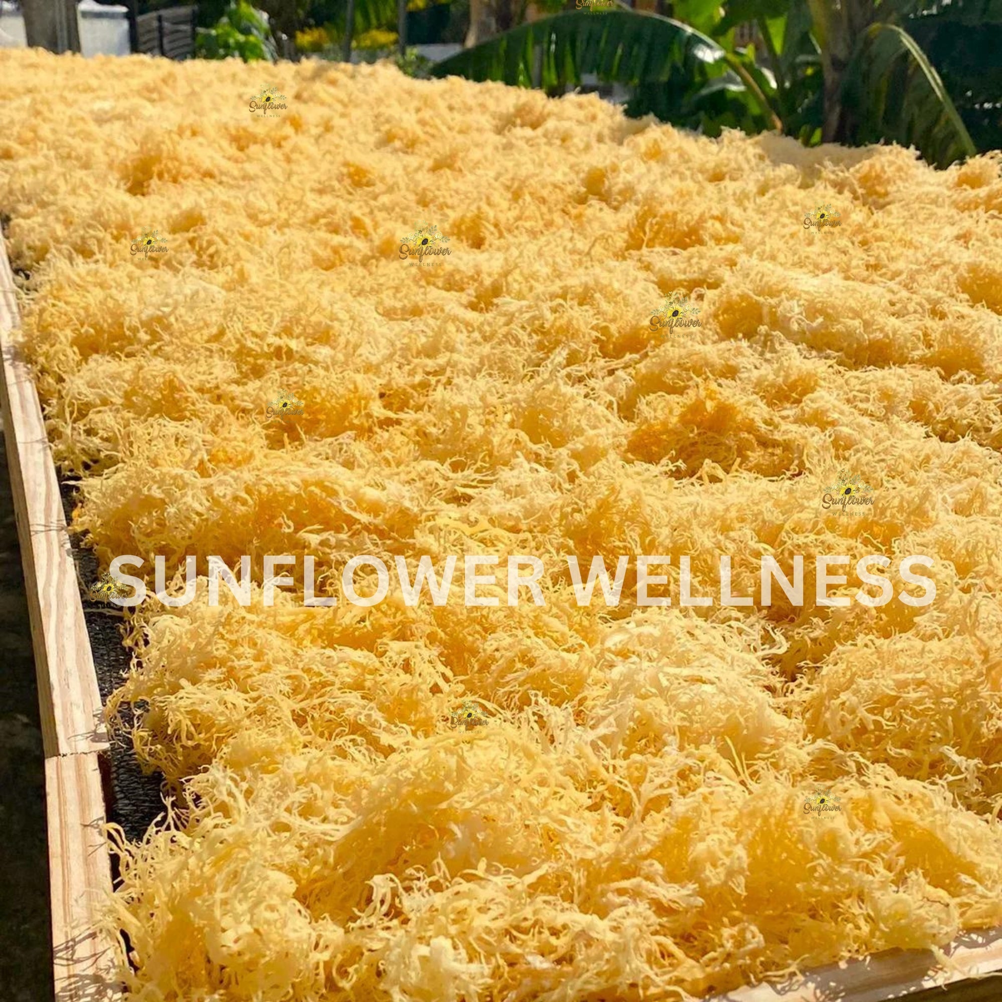 raw sea moss in bulk st lucia wildcrafted