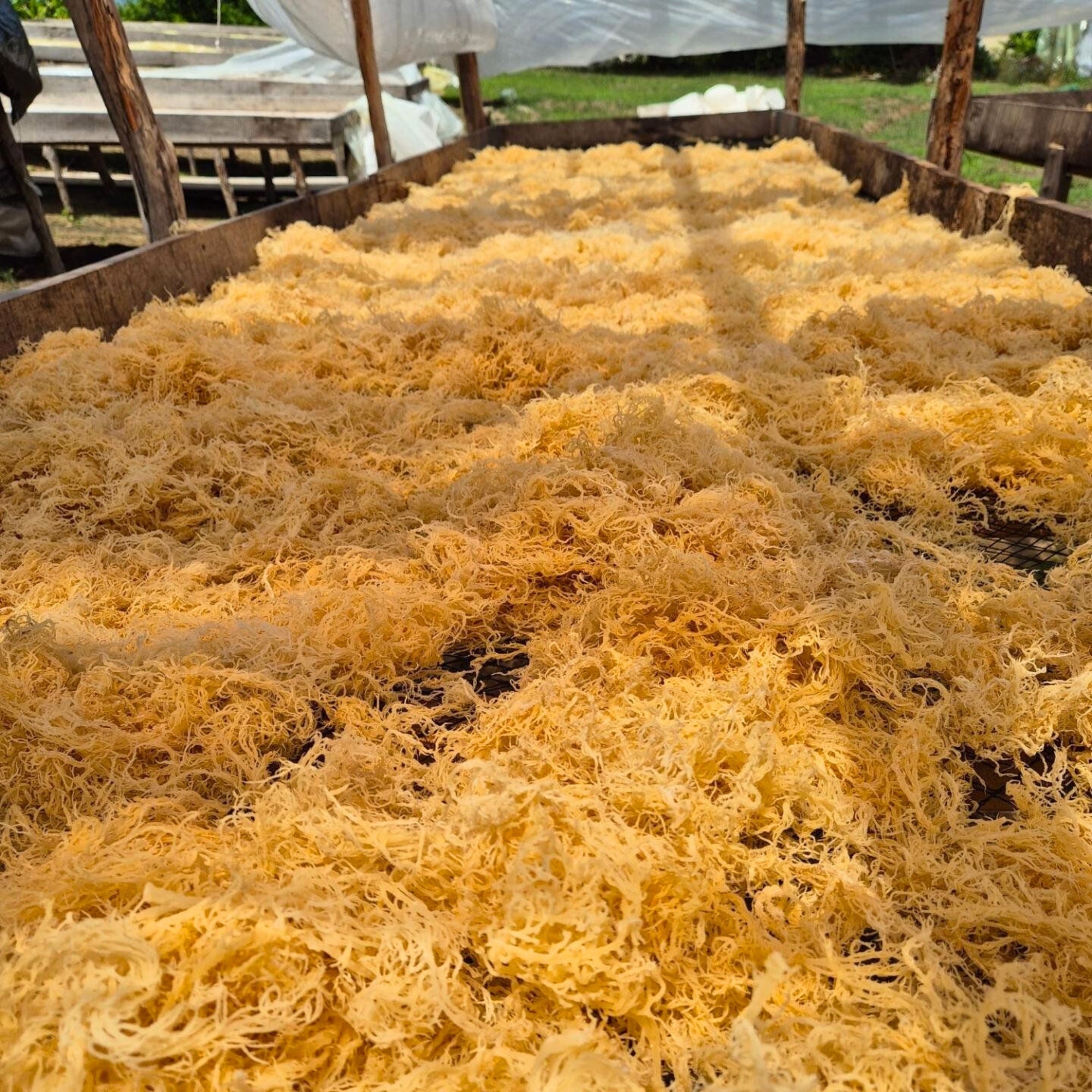 St lucia raw sea moss wildcrafted in bulk