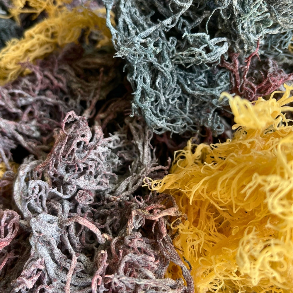 St. Lucia sea moss variety in gold, green and purple.