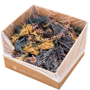 Full Spectrum Sea Moss bulk box filled with raw wildcrafted Gold, Purple and Green Sea Moss harvested in St. Lucia.