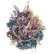 Detailed view of Full Spectrum Sea Moss strands in gold, purple, and green hues.