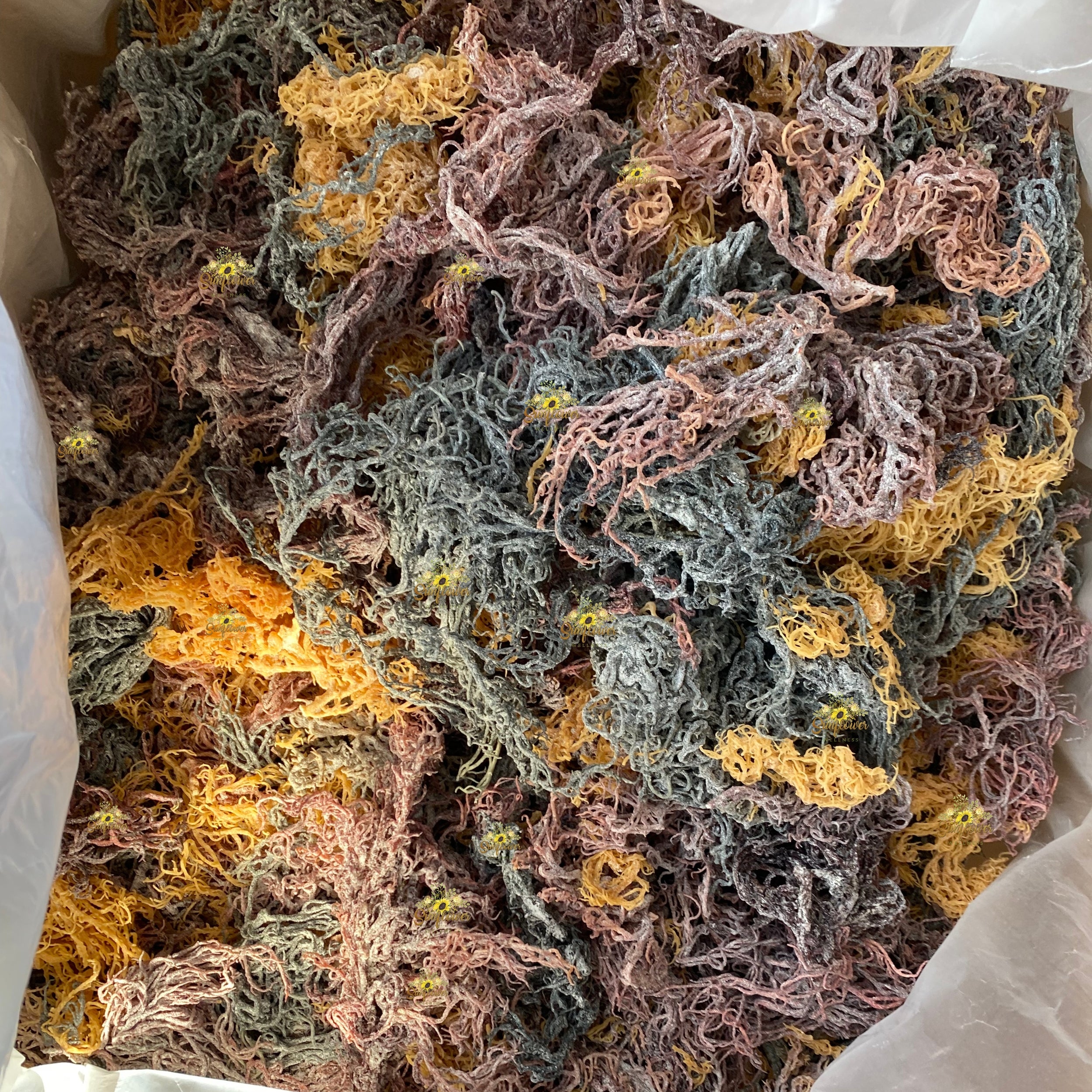 Full spectrum sea moss st lucia wildcrafted in bulk