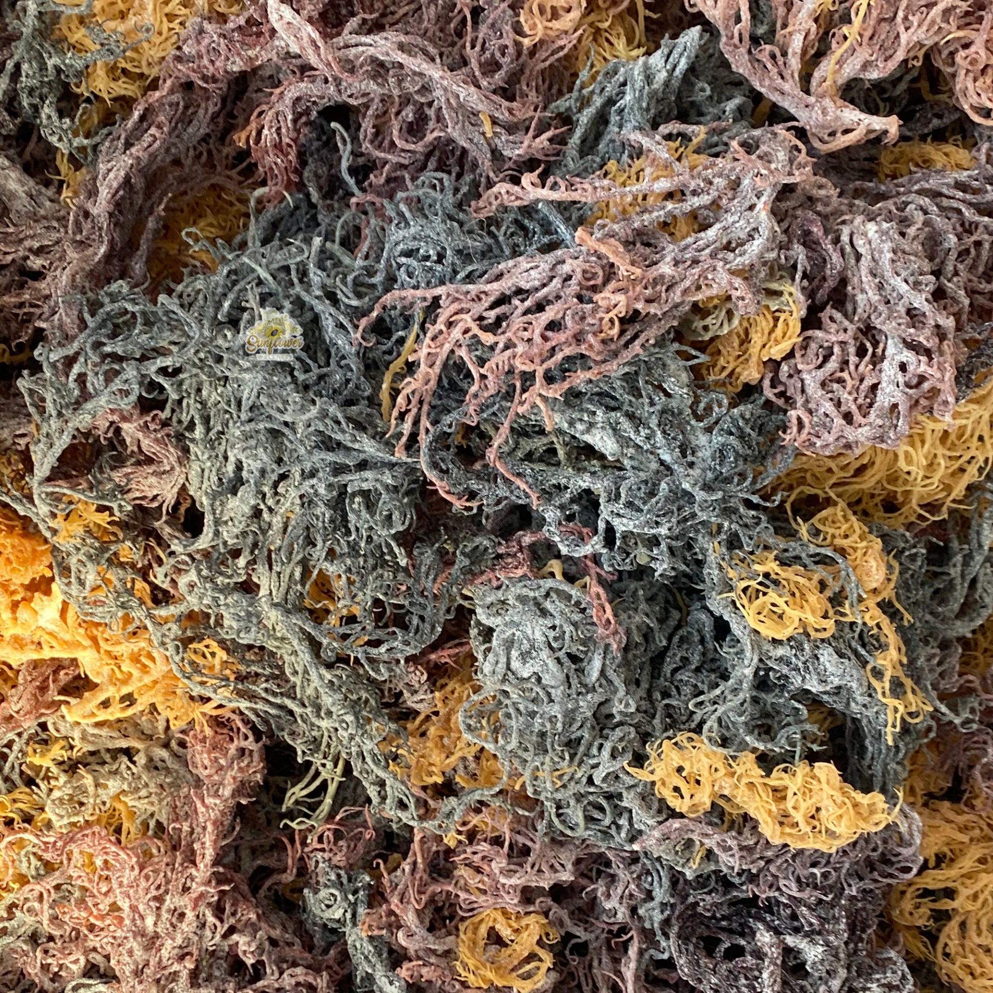 Full spectrum irish sea moss from St. Lucia showing its colorful strands gold, green and purple in bulk.