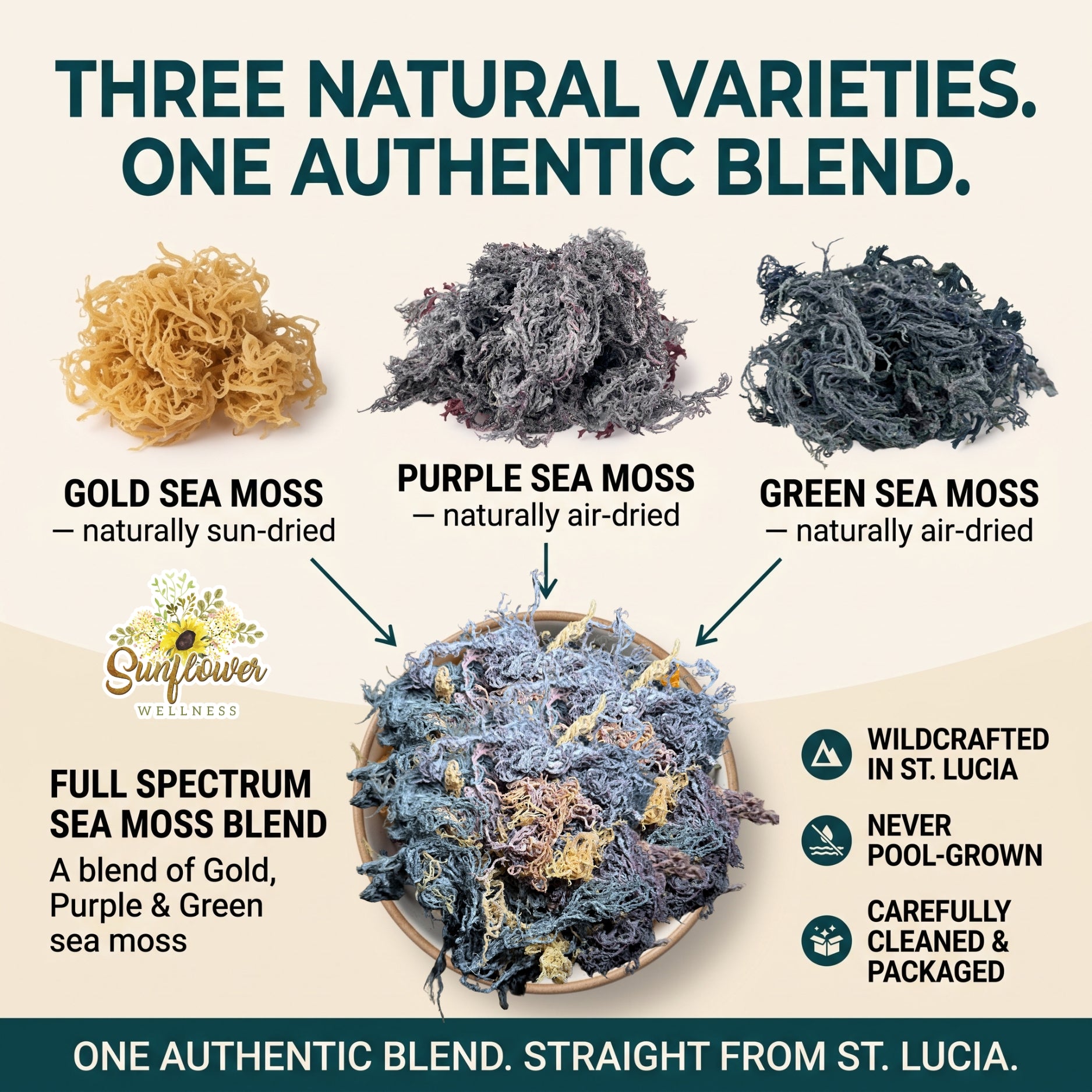 Promotional graphic for Sunflower Herbs showing three natural varieties of sea moss: Gold Sea Moss, Purple Sea Moss, and Green Sea Moss, with a bowl of mixed full-spectrum sea moss blend below. The image includes text describing the products, origin. 