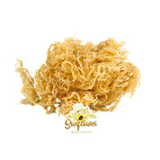 Wildcrafted gold sea moss from St Lucia dried on a white background with Sunflower Wellness logo.