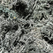 Dried St. Lucia green sea moss strands with dark natural color in bulk.