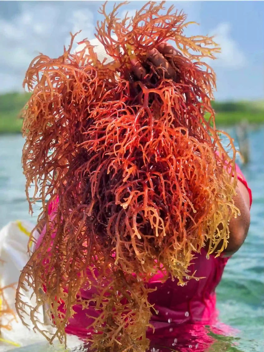 Fresh sea moss taken out of the caribbean waters getting ready for the drying process.