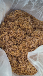 raw sea moss, sun-dried wildcrafted from St. Lucia in a box