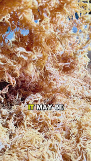 grade b raw sea moss