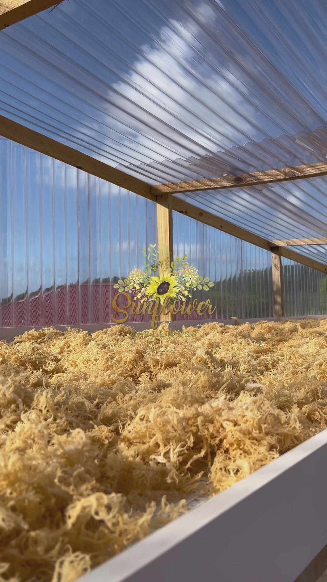 behind the scenes of gold seamoss drying in saint lucia.