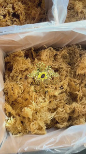 Wildcrafted St. Lucia sea moss in bulk showing gold, green, purple and full spectrum colorful strands.