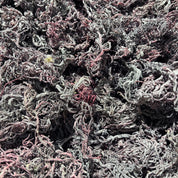 Dried purple St. Lucia sea moss strands with dense texture in bulk.