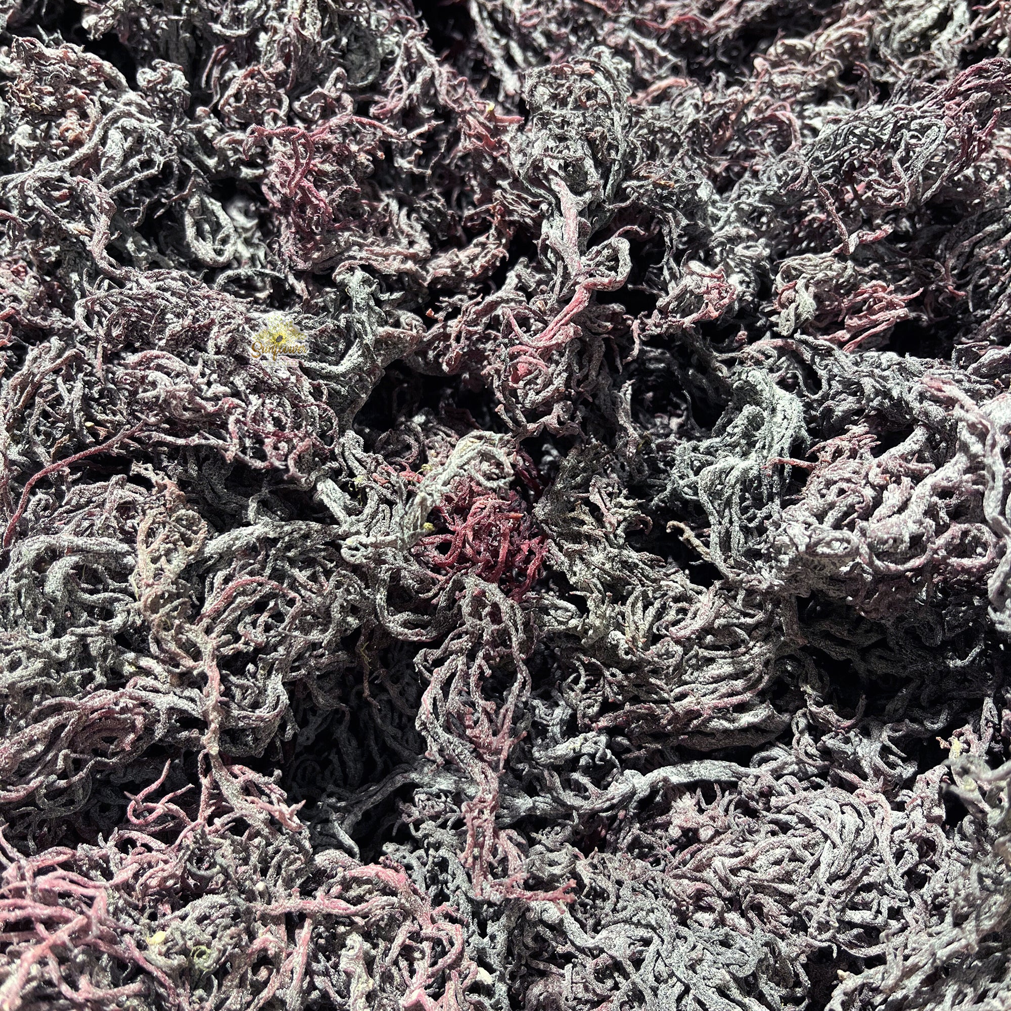 Dried purple St. Lucia sea moss strands with dense texture in bulk.