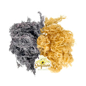 Wildcrafted Gold and Purple sea moss from St. Lucia displayed on white background, highlighting natural colors and quality from Sunflower Wellness.