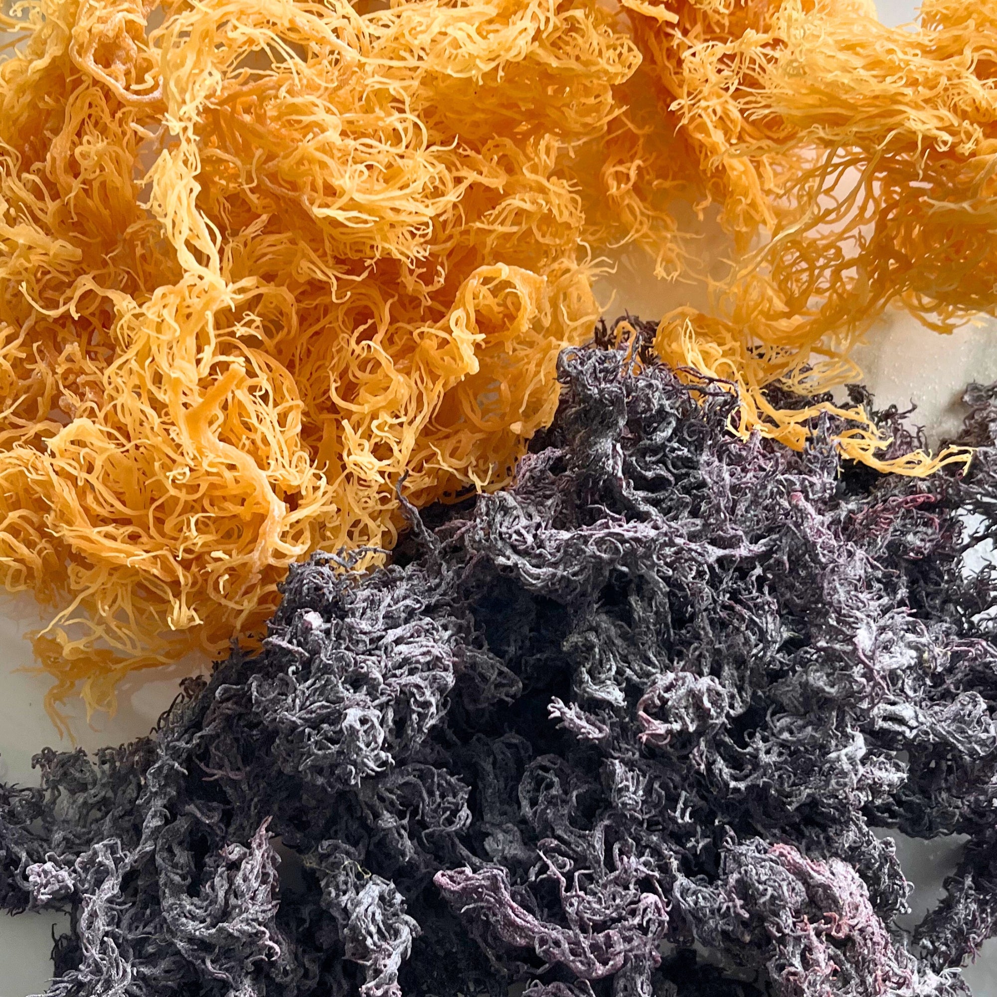 Sea moss bundle featuring gold and purple sea moss variation used to make sea moss gel