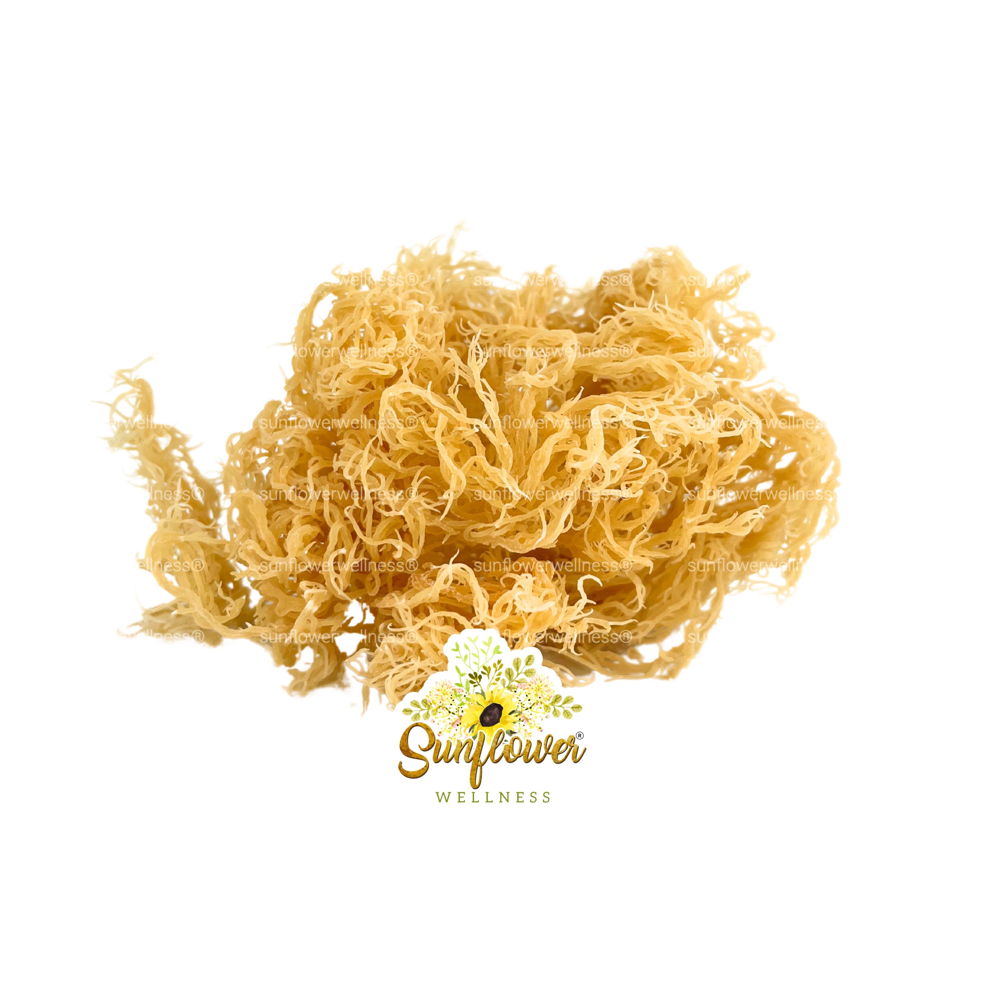 Wildcrafted gold sea moss from St Lucia dried on a white background with Sunflower Wellness logo.