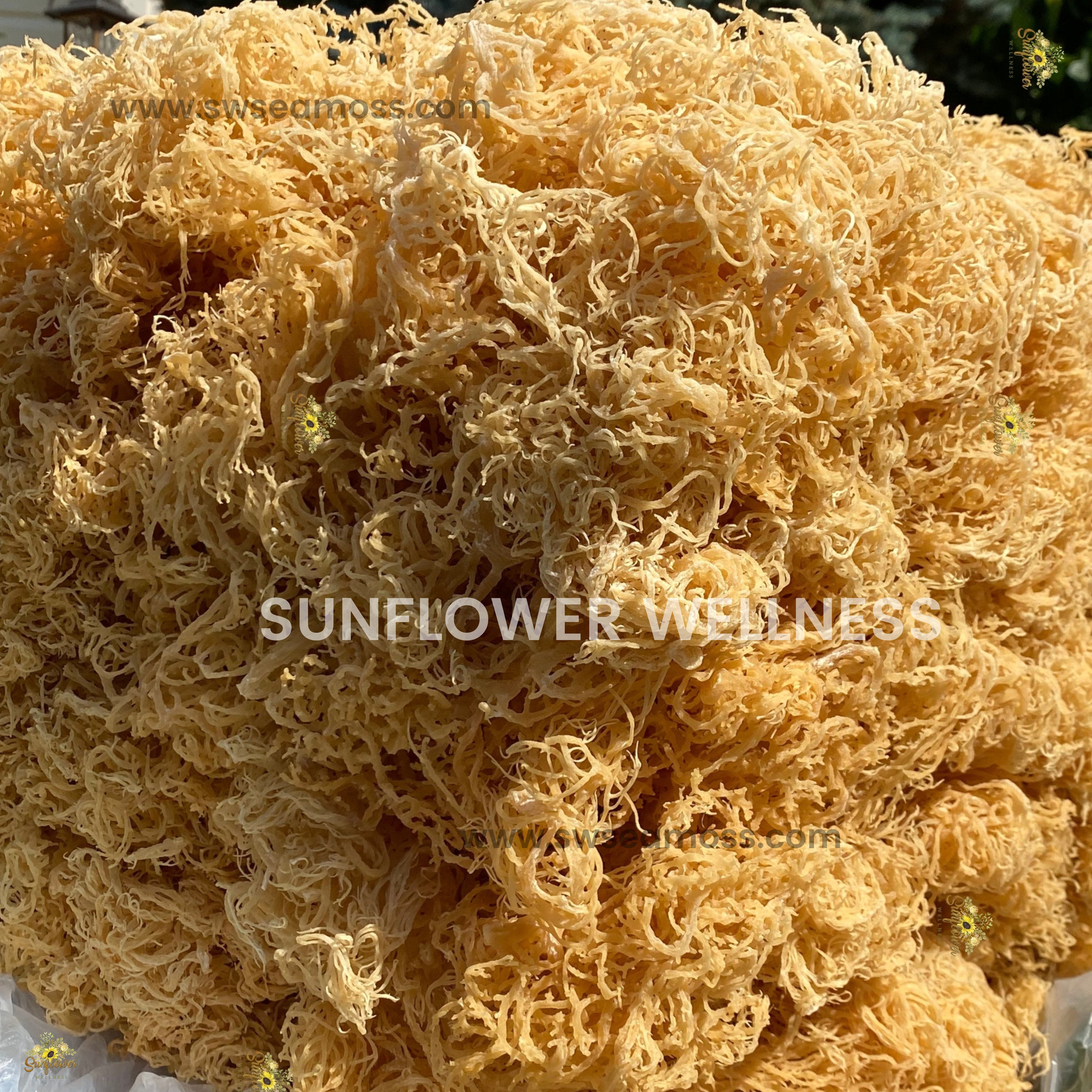 Raw Sea Moss Wildcrafted from Sunflower Wellness