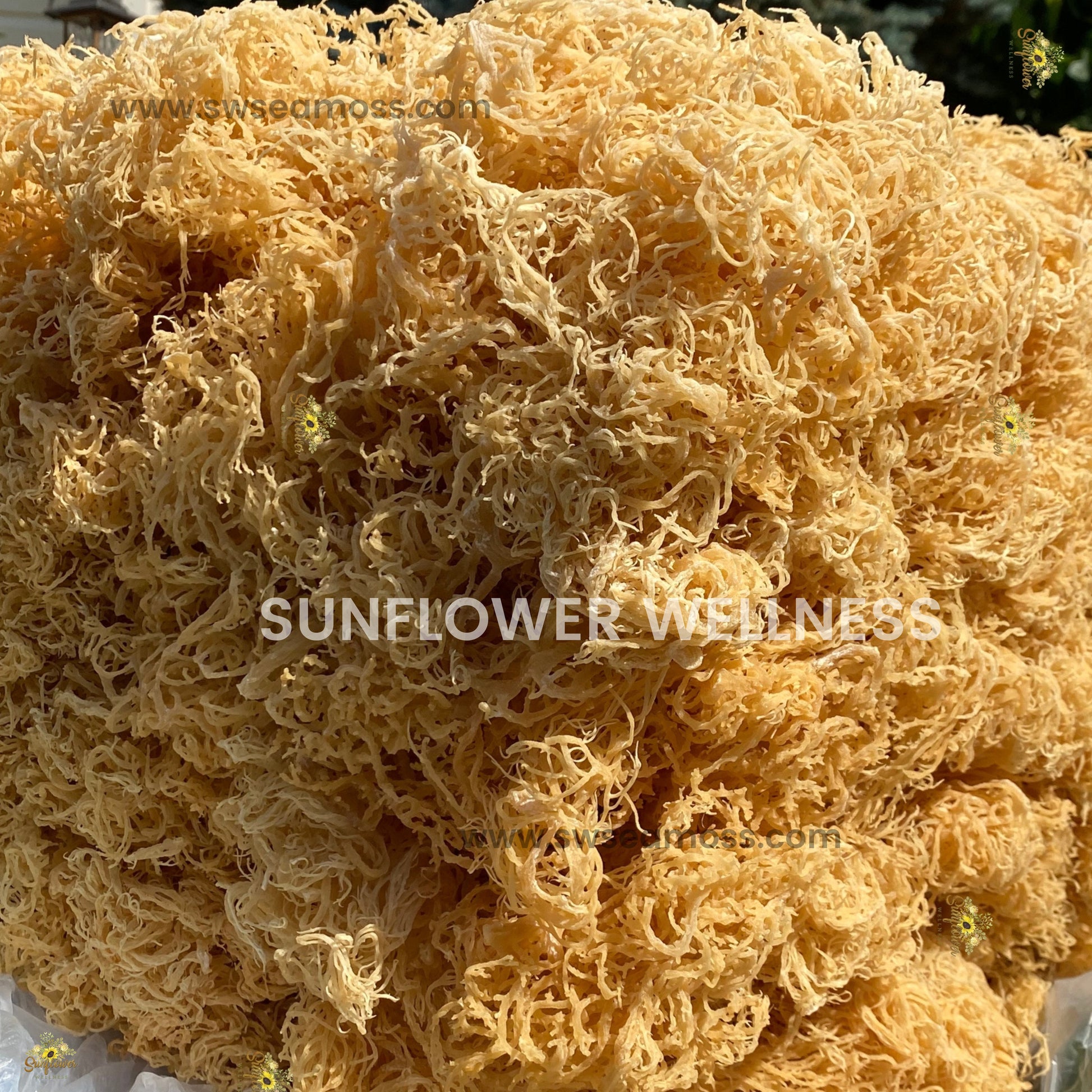 Sea Moss Bundle Raw Gold/Purple St. Lucia Sea Moss