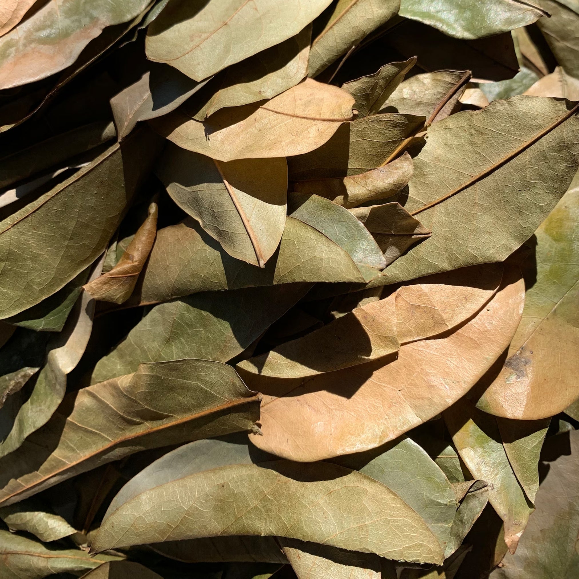 whole soursop leaf