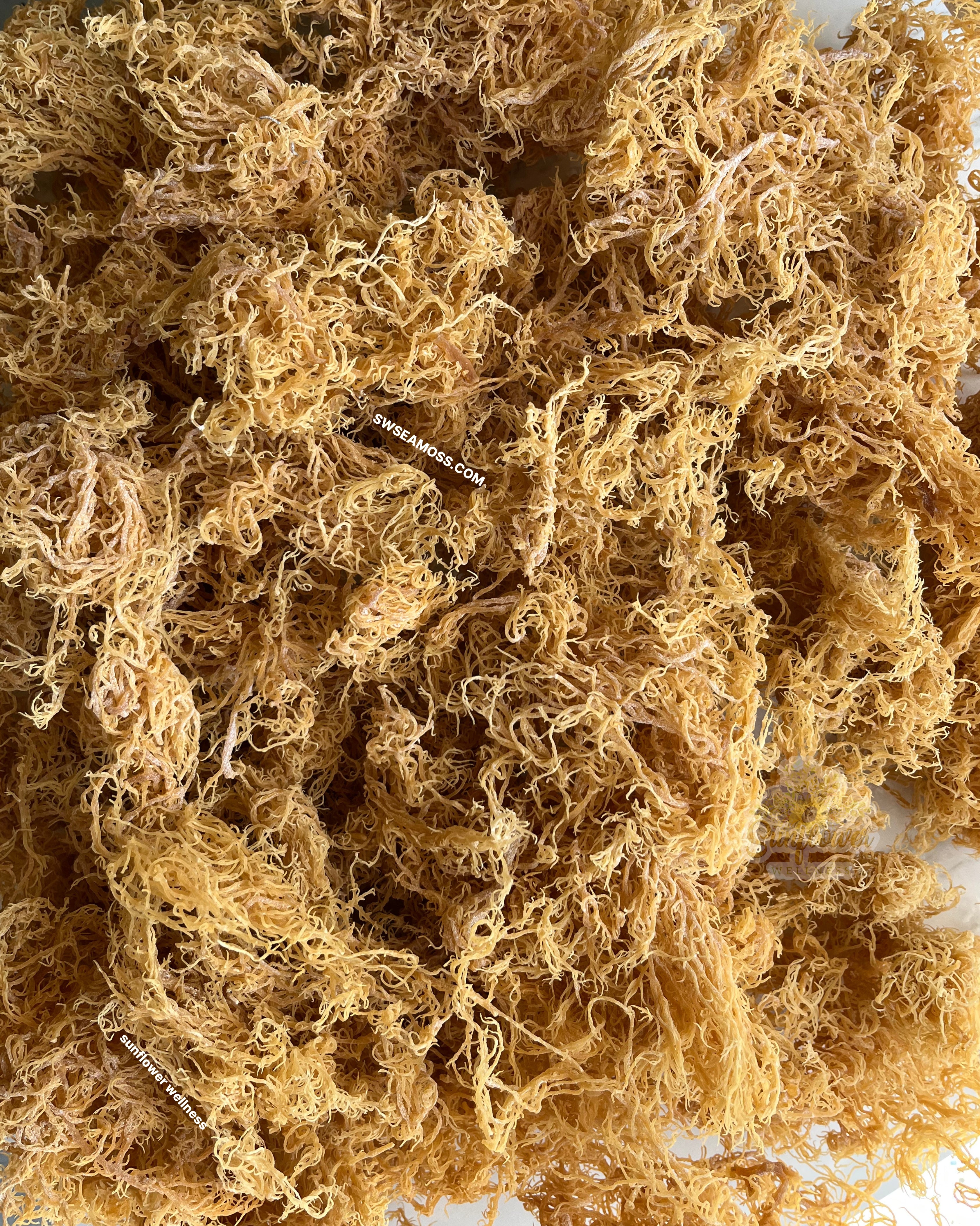 Close-up of gold sea moss sun-dried and wildcrafted from St. Lucia.