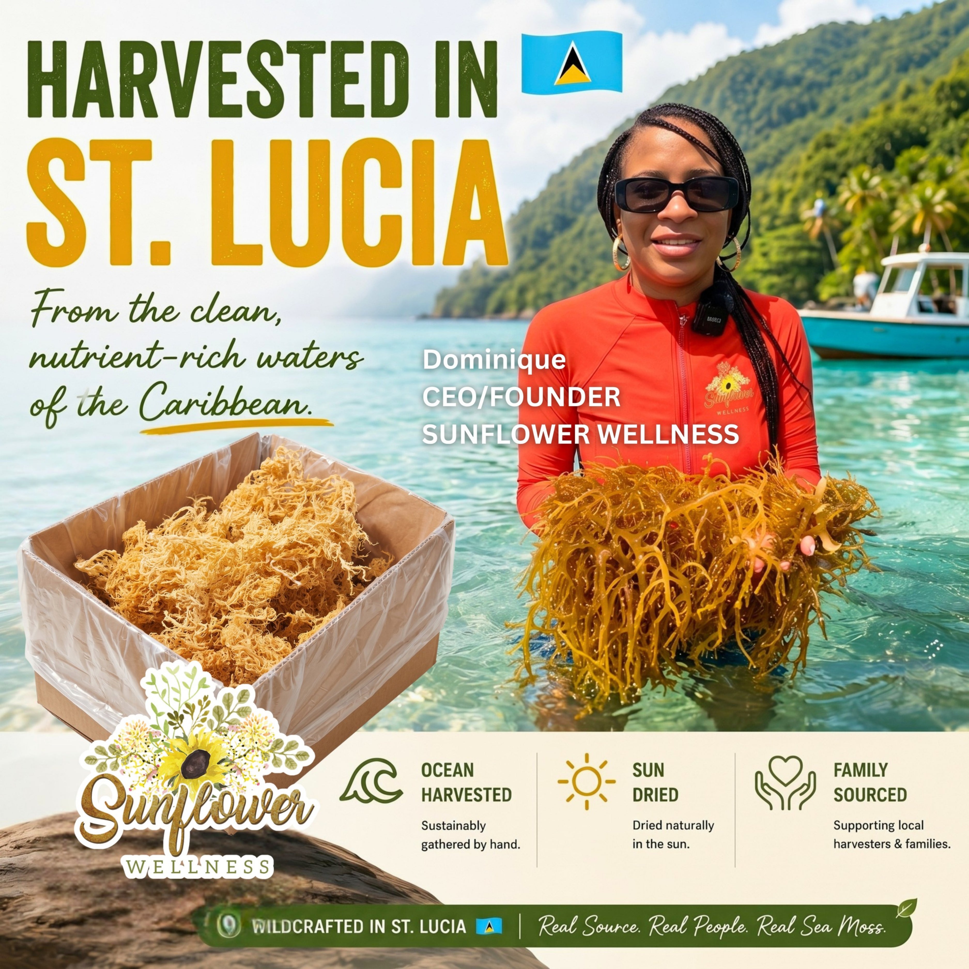 woman standing in turquoise water holding a large bundle of dried golden seaweed, with a box of the same seaweed in the foreground. Text reads 'Harvested in St. Lucia.