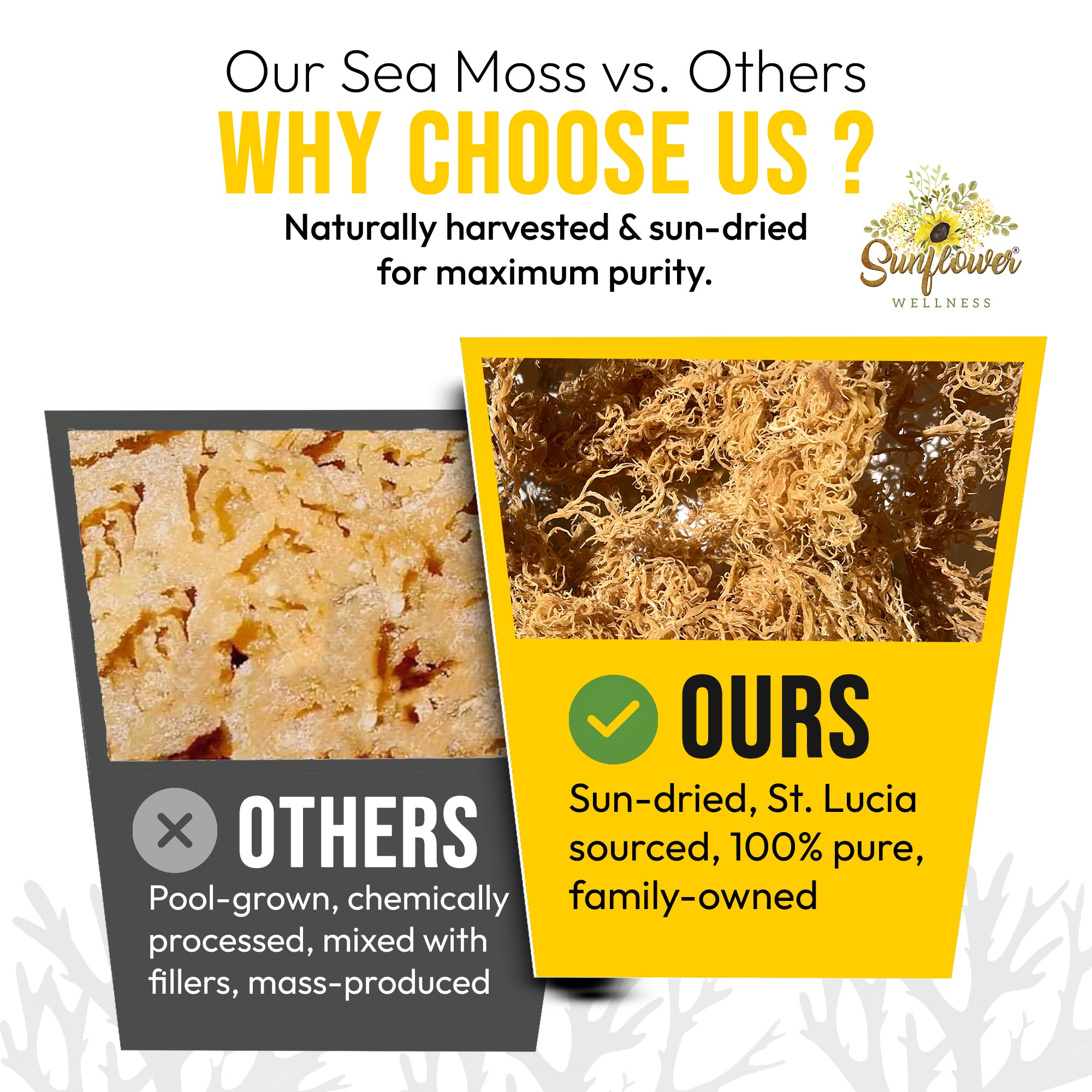 Comparison of wildcrafted St. Lucia sea moss vs pool-grown sea moss. Sun-dried, naturally harvested, pure gold sea moss labeled 'Ours' versus chemically processed, mass-produced sea moss labeled 'Others'.