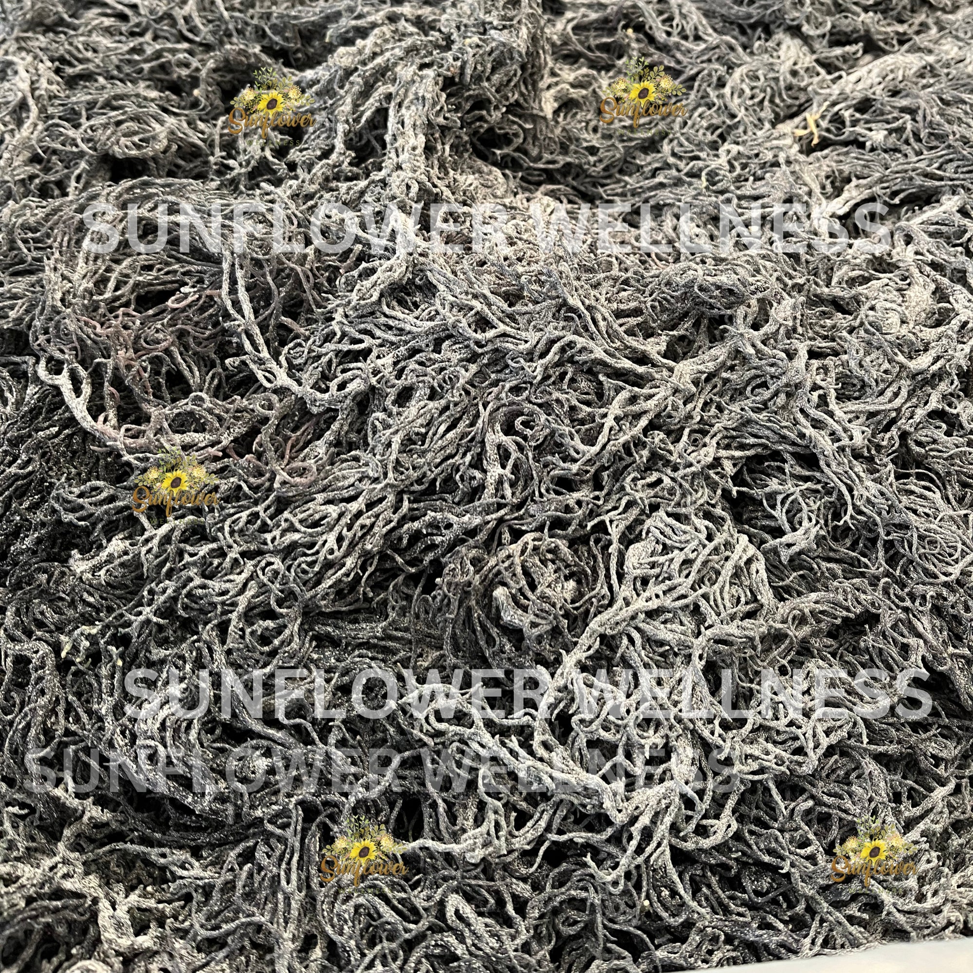 Rare green sea moss from St. Lucia, raw and displayed in bulk for natural wellness uses.