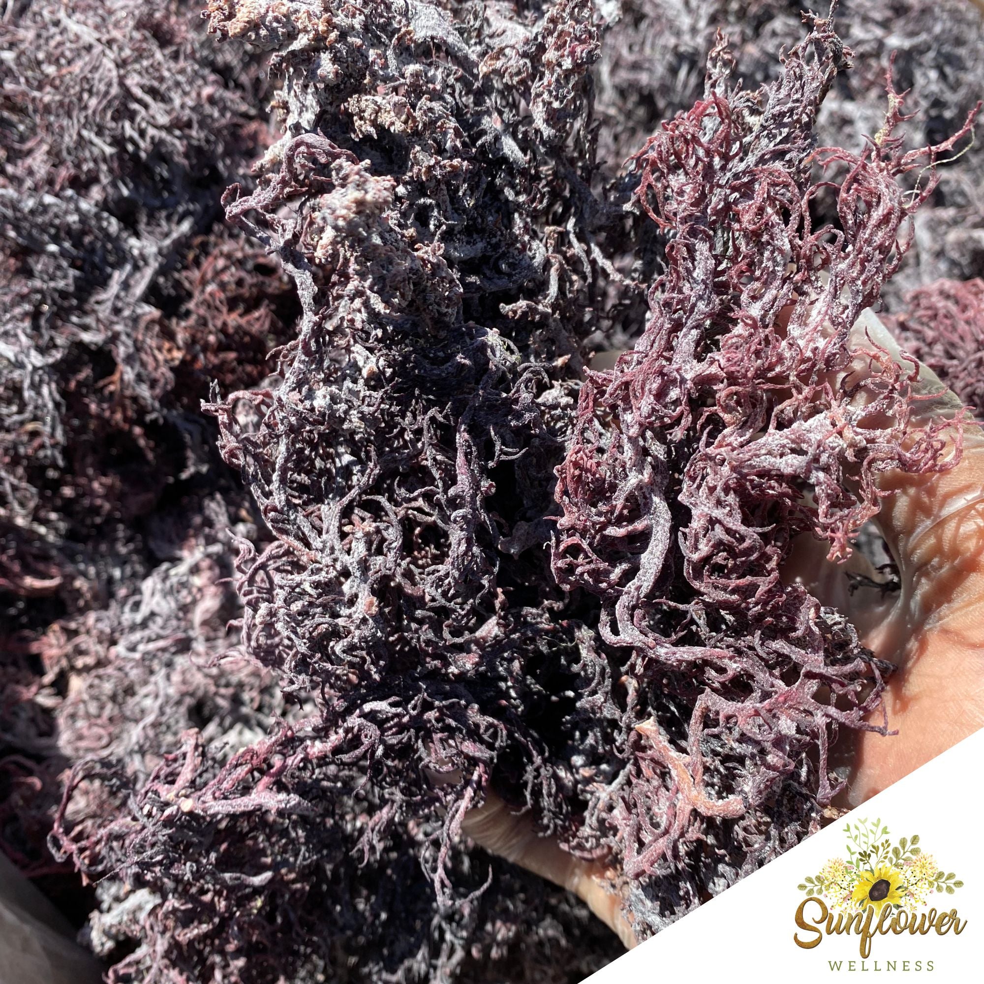 purple sea moss wildcrafted from st lucia